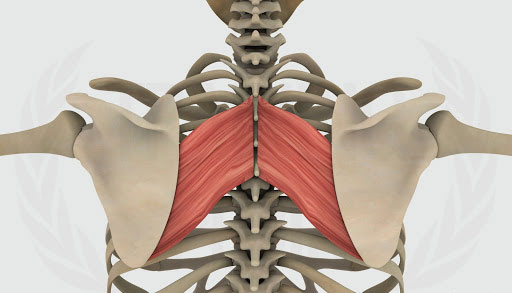 Muscoli Romboidi: anatomia, funzione, cause e rimedi al dolore