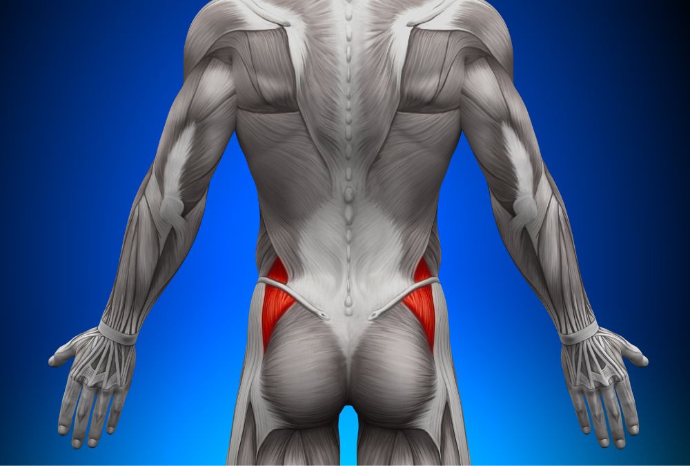 Medio Gluteo: anatomia e massaggio