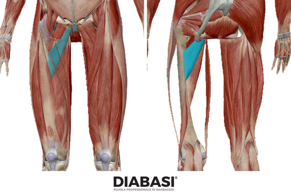 Adduttore Breve: Anatomia e Massaggio