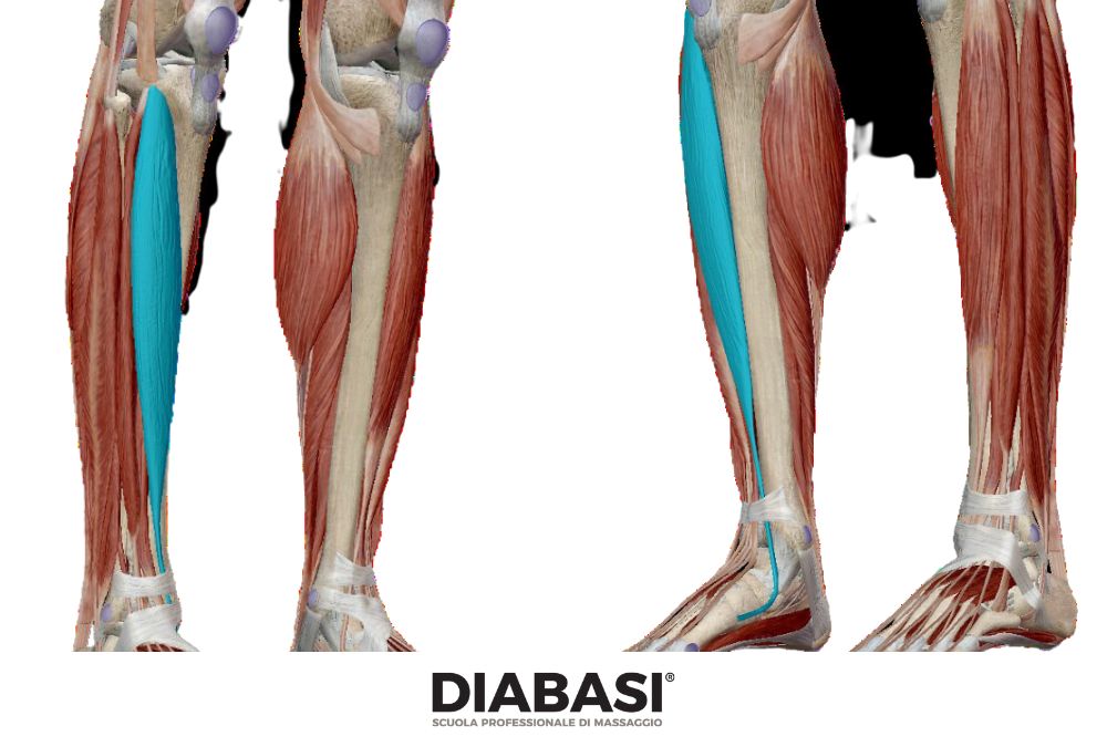 Muscolo Tibiale Anteriore: Anatomia e Massaggio