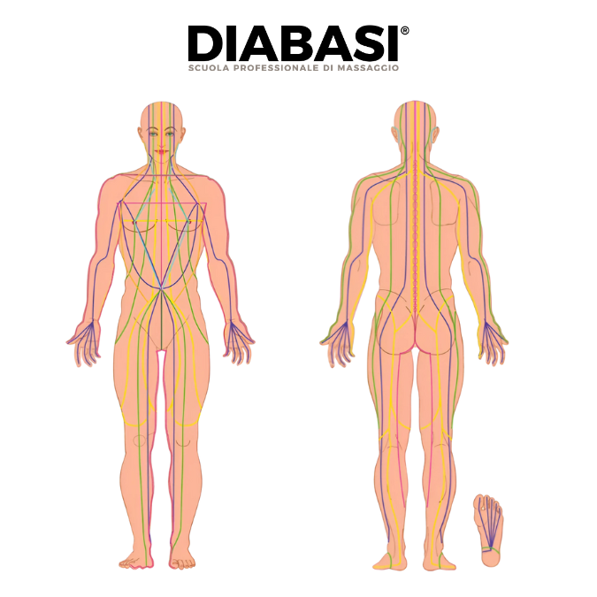 Mappa completa dei 10 Sen del massaggio thailandese, mostrati sulla vista frontale e posteriore di un corpo umano in posizione anatomica