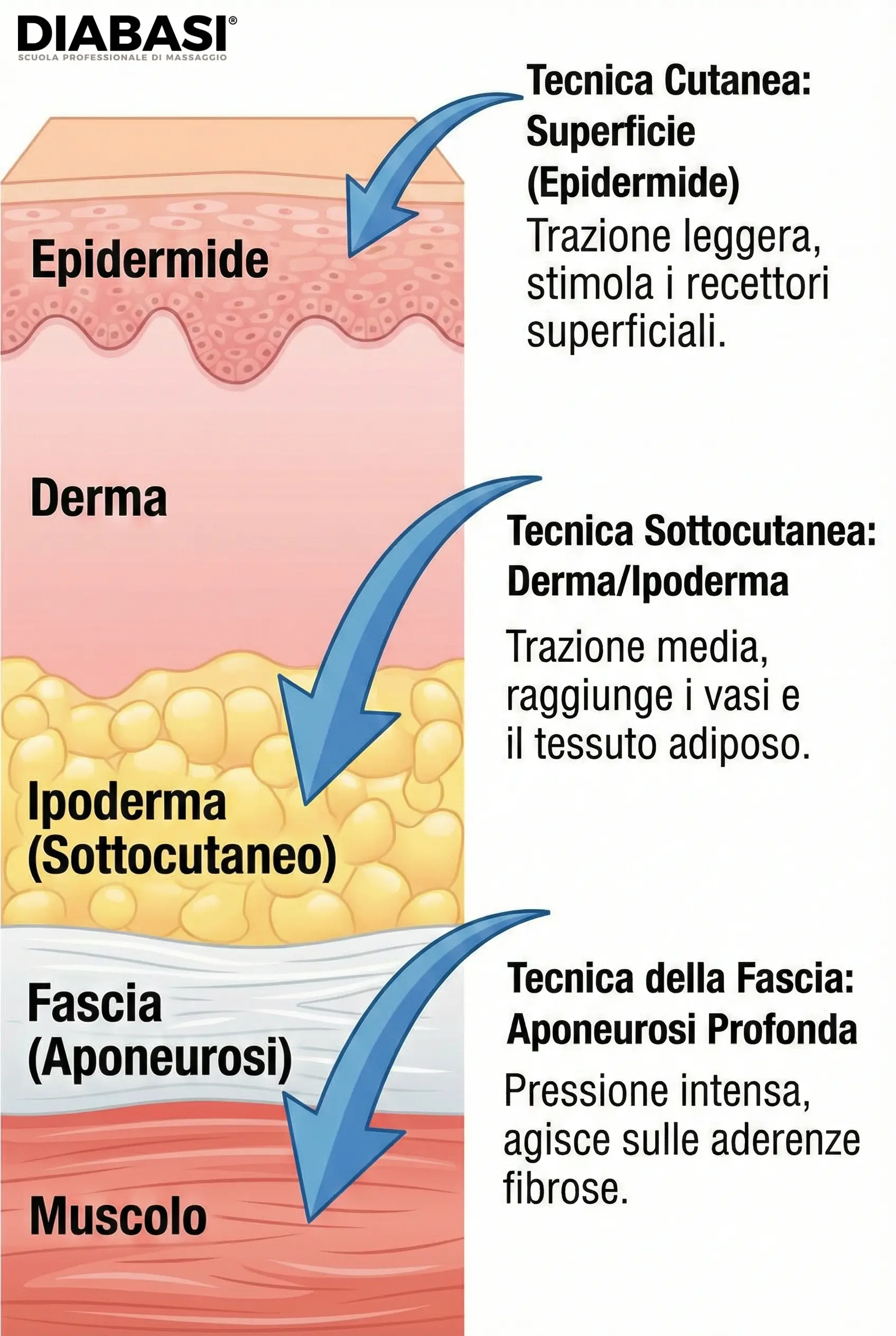Scuola Professionale Diabasi. Infografica sui 3 livelli di profondità del massaggio connettivale: tecnica cutanea, sottocutanea e della fascia su epidermide, derma e aponeurosi.