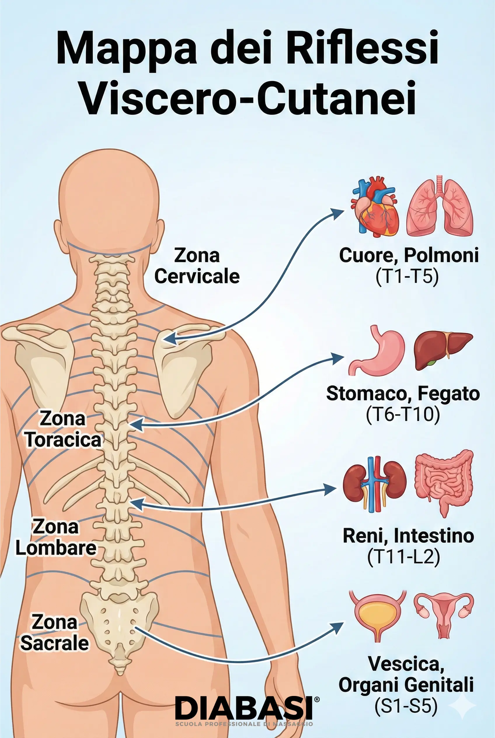 Scuola Professionale Diabasi. Infografica mappa dei riflessi viscero-cutanei: schema dei collegamenti tra zone della schiena e organi interni nel massaggio connettivale.