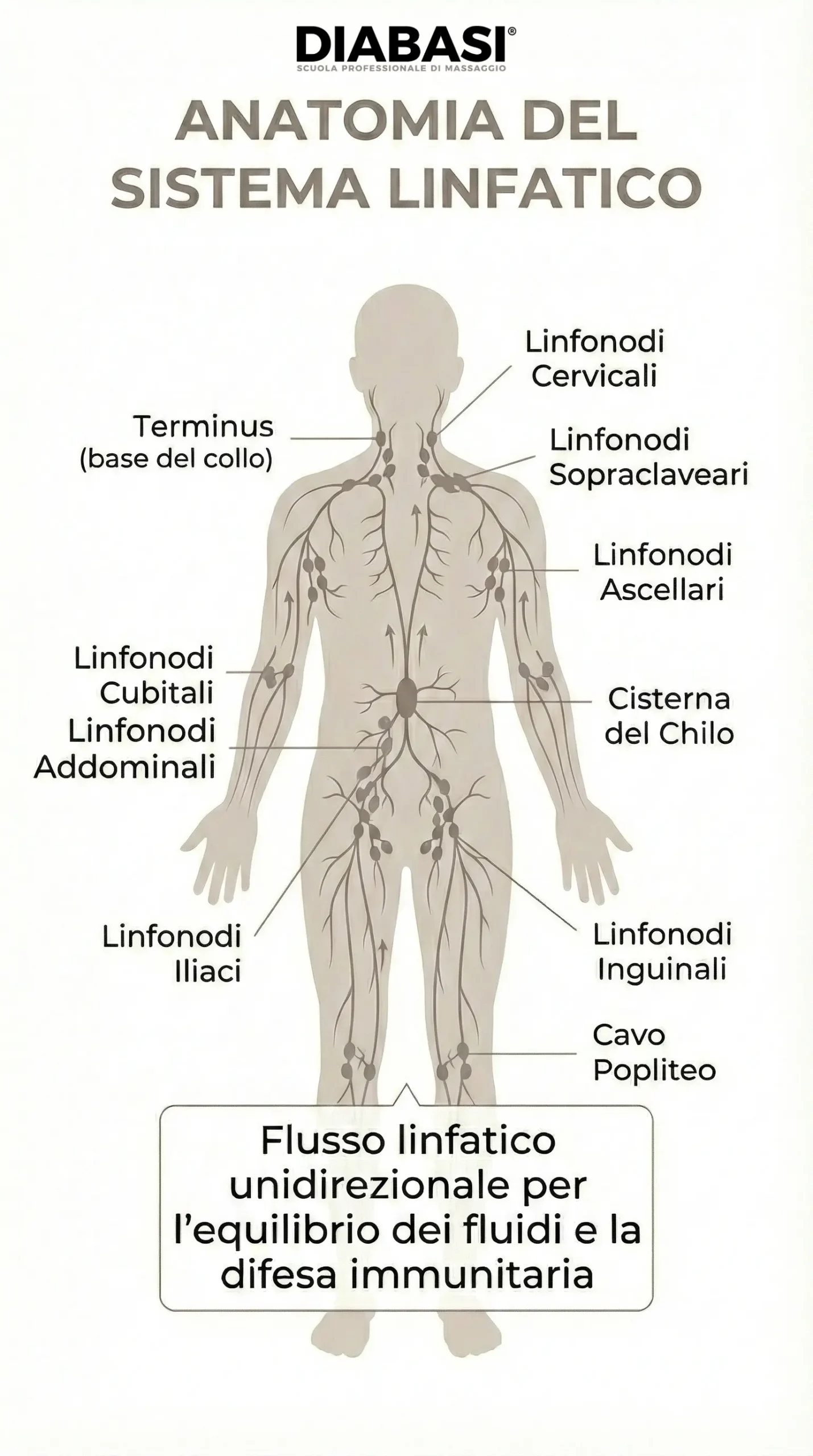 Scuola Professionale di Massaggio Diabasi. Infografica anatomica del sistema linfatico umano con indicazione di Terminus, linfonodi ascellari, cisterna del chilo, linfonodi iliaci e inguinali.