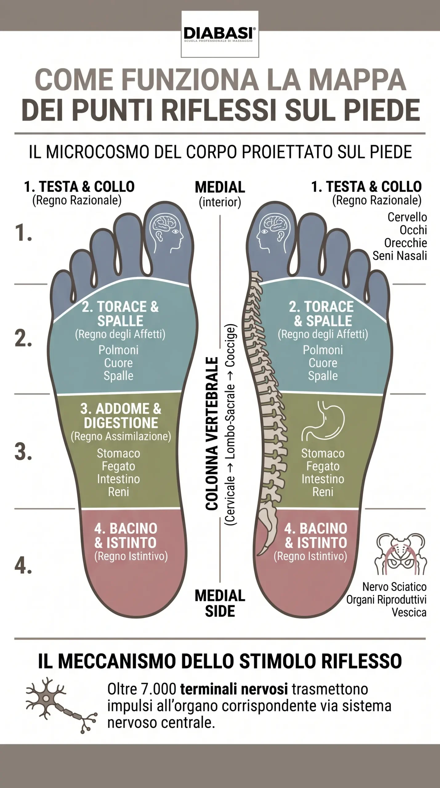 Mappa completa dei punti riflessi sulla pianta del piede divisi per quattro macro-aree anatomiche e meccanismo neuro-riflesso in riflessologia plantare. Diabasi scuola professionale di massaggio