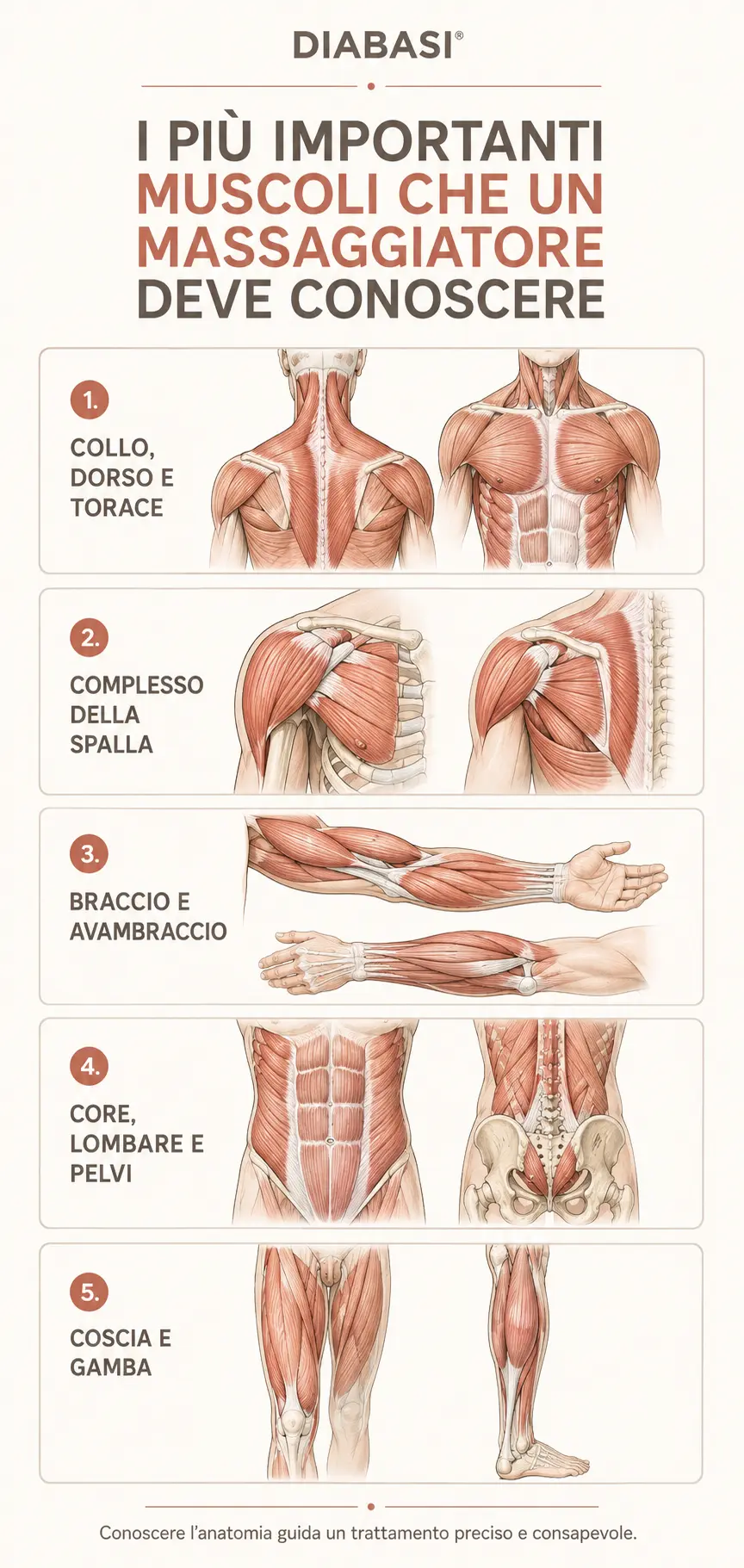 Infografica sui principali muscoli che un massaggiatore deve conoscere, suddivisi per distretto anatomico
