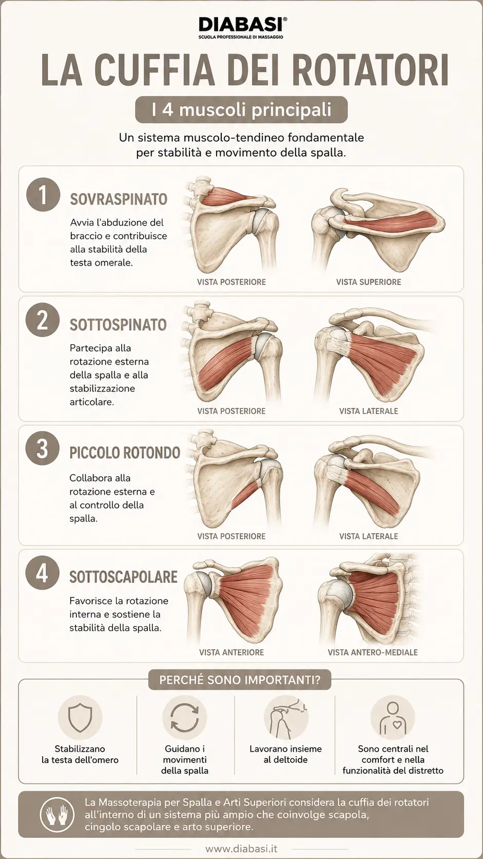 Infografica sui quattro muscoli della cuffia dei rotatori: sopraspinato, sottospinato, piccolo rotondo e sottoscapolare. Diabasi scuola professionale di massaggio