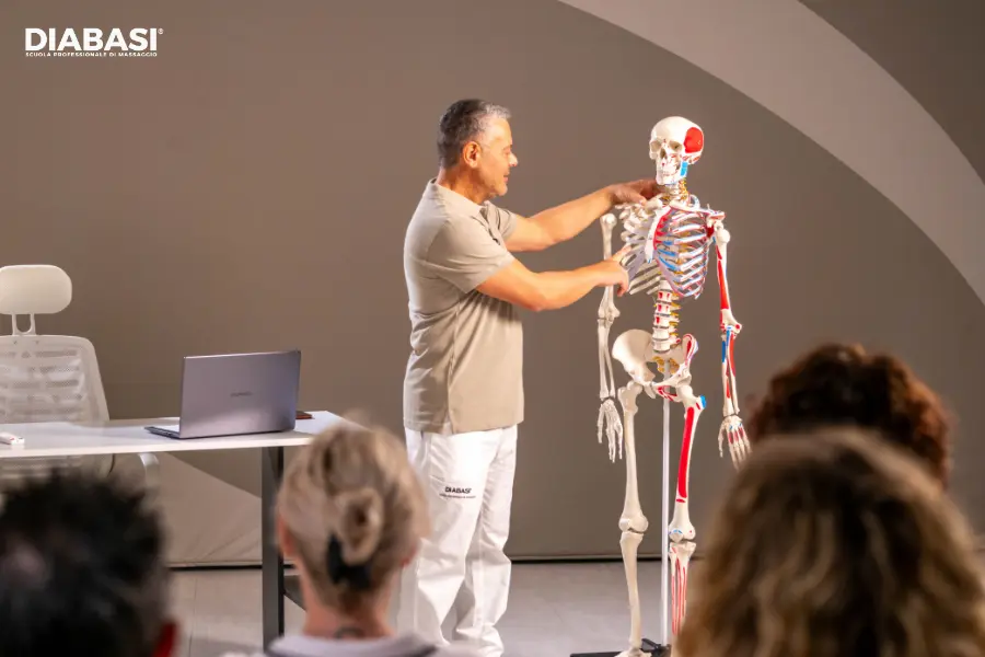 Anatomia del Massaggio: La Guida Completa per il Professionista