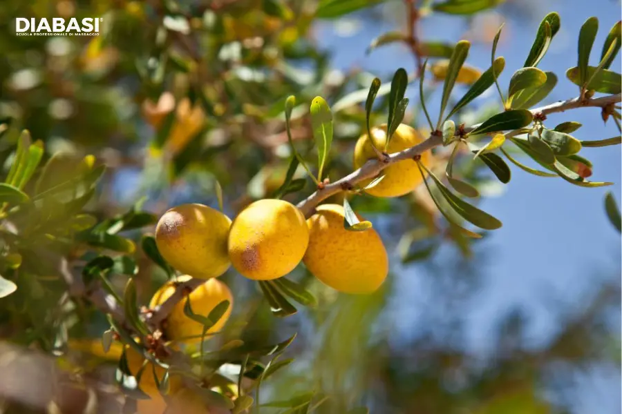 Frutti gialli di argan su un ramo con foglie verdi.